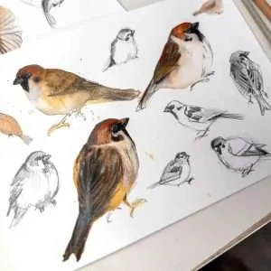 Bird Watercolor Workshop